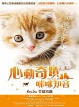 小猫奇缘/心动奇迹2：咪咪知音